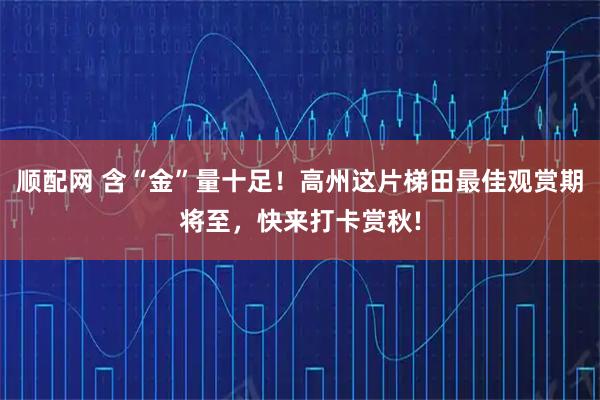顺配网 含“金”量十足！高州这片梯田最佳观赏期将至，快来打卡赏秋!